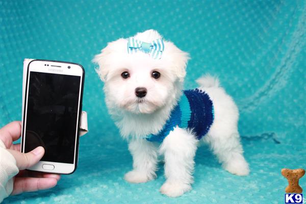 lvpuppyheaven Picture 2